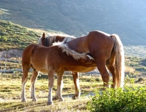 2 brown and white horses thumbnail