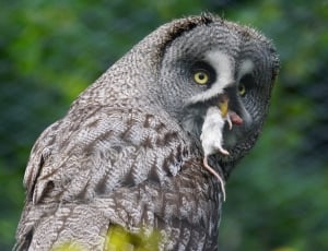 grey owl thumbnail