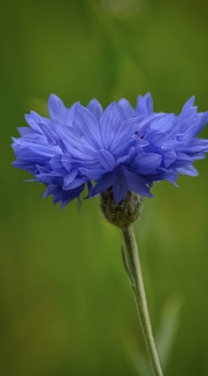 selective focus photography of purple flower in bloom thumbnail