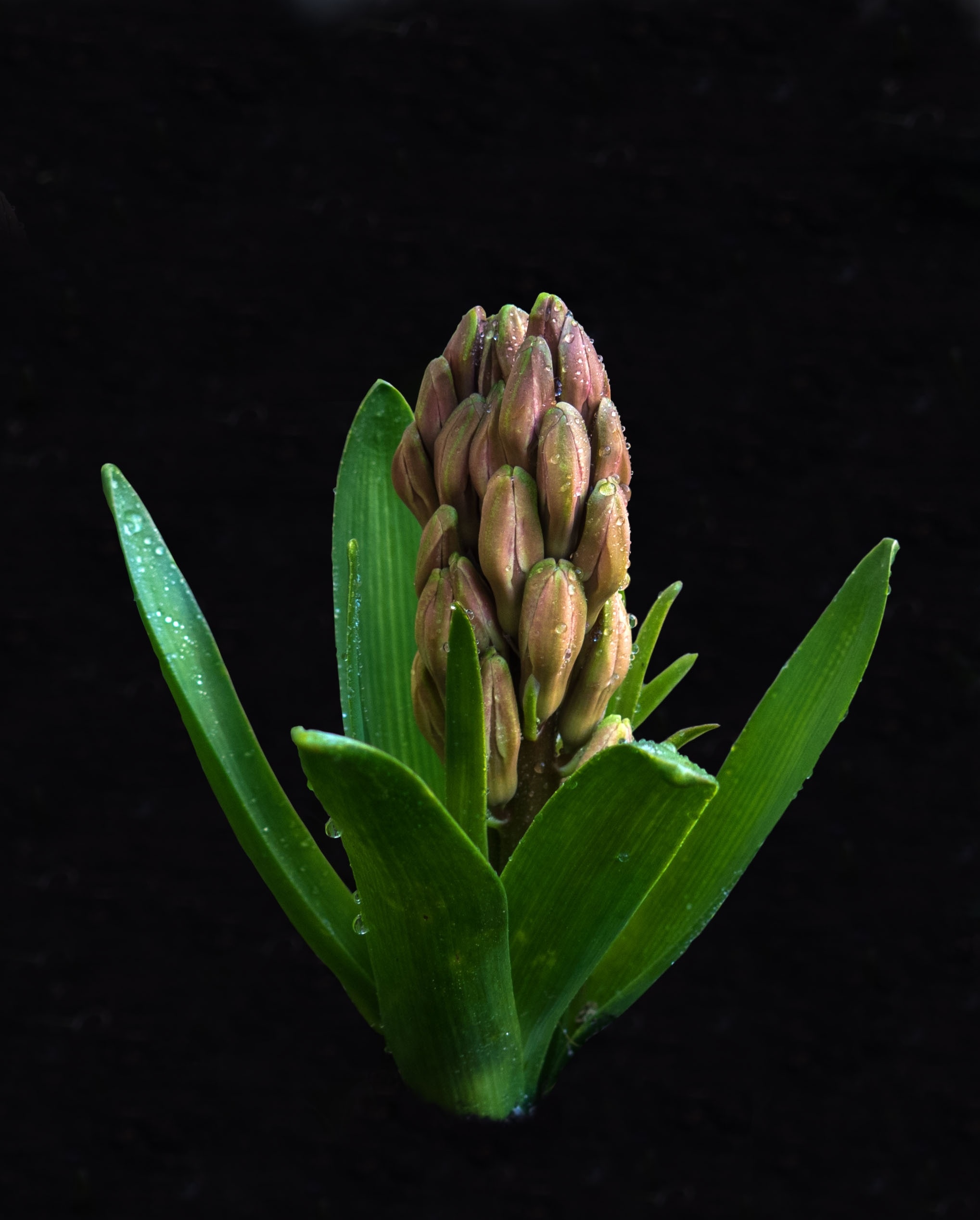 Pinecone plant