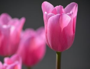 Pink, Blossom, Flower, Tulips, Bloom, flower, pink color thumbnail