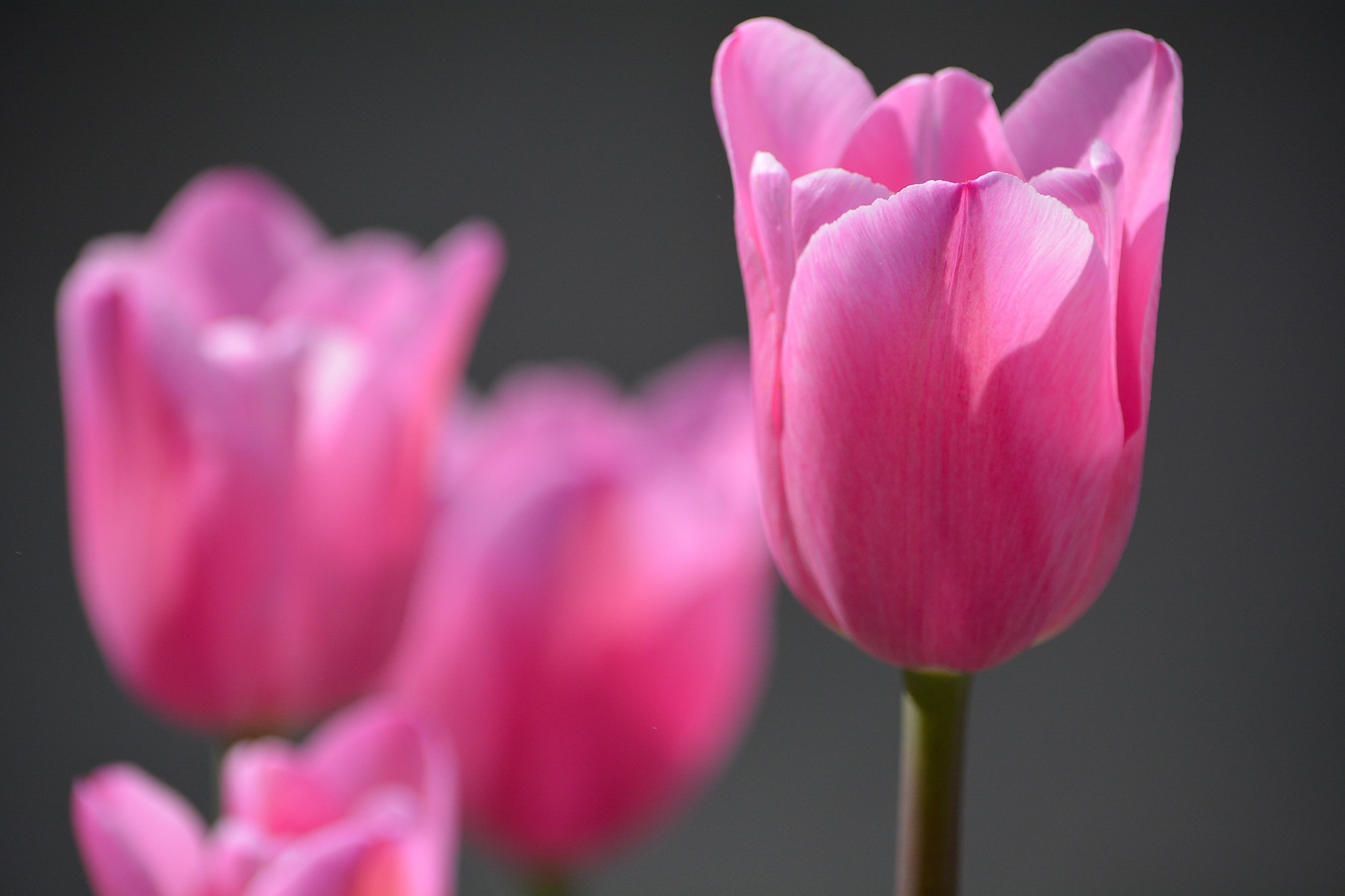 Pink, Blossom, Flower, Tulips, Bloom, flower, pink color