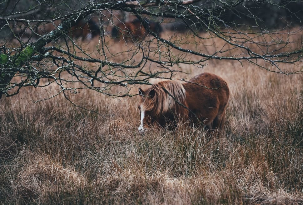 brown horse on brown dried grass beside tree during daytime preview