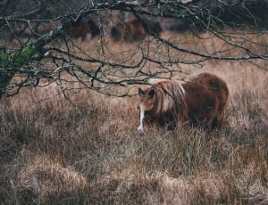 brown horse on brown dried grass beside tree during daytime thumbnail