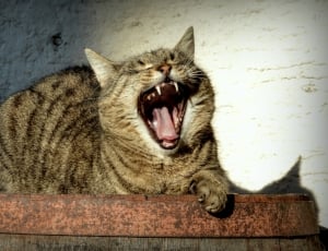 brown tabby cat moaning on the brown metal surface thumbnail