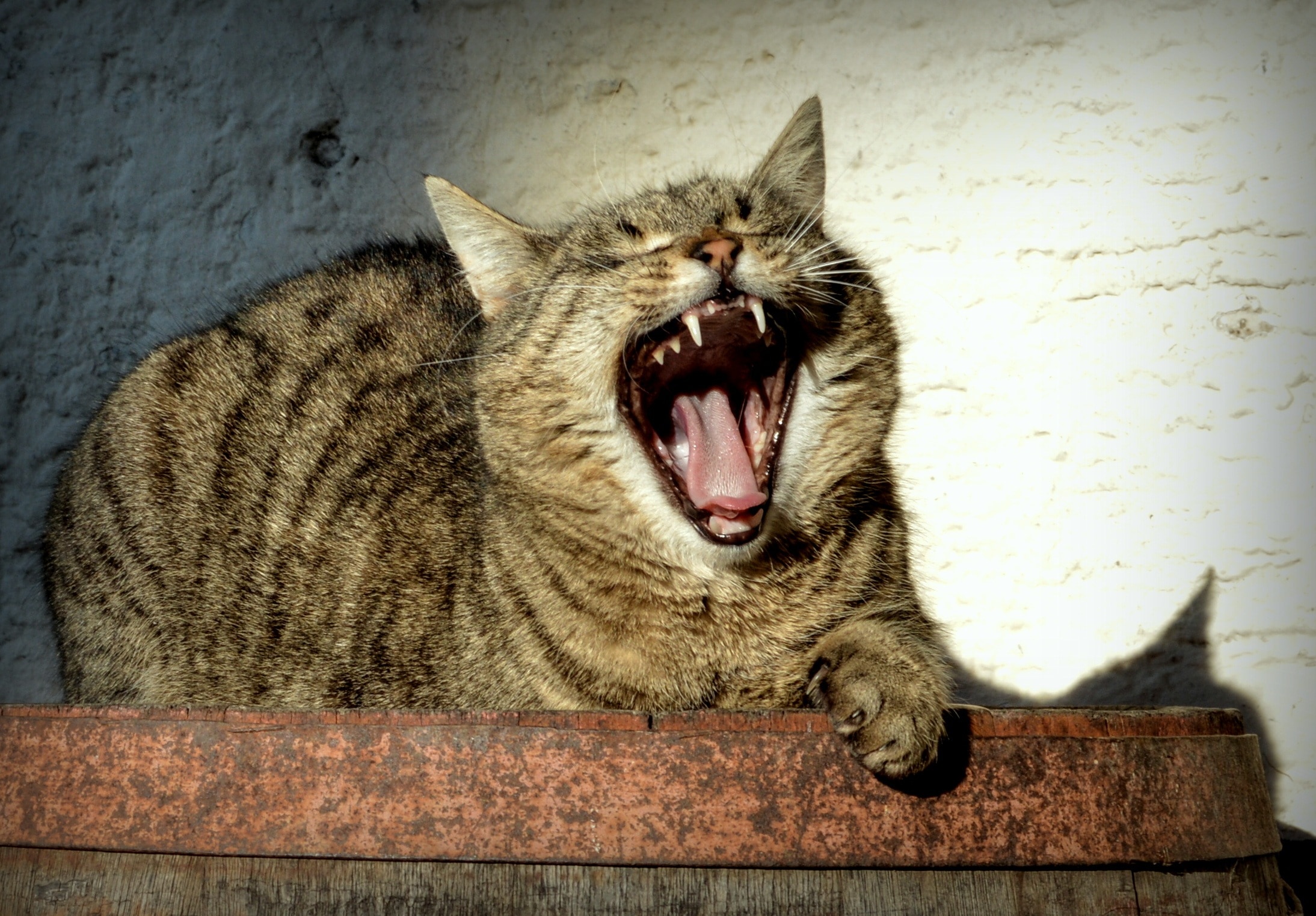 brown tabby cat moaning on the brown metal surface