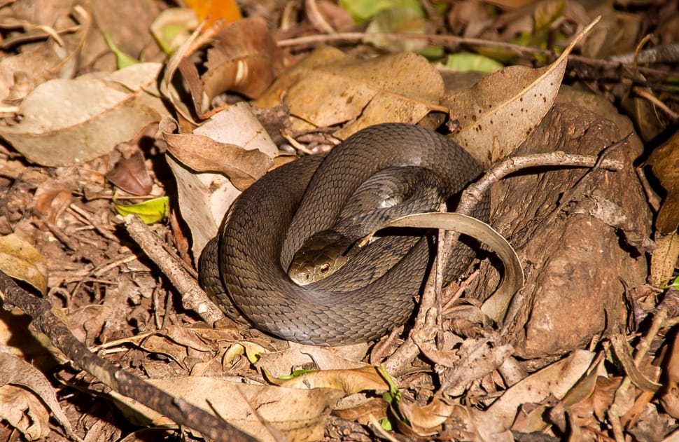 gray and black wild snake preview