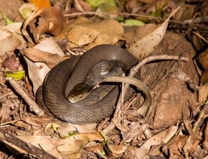 gray and black wild snake thumbnail