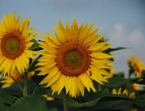 Sunflowers, Flower, Detail, Sunflower, flower, petal thumbnail