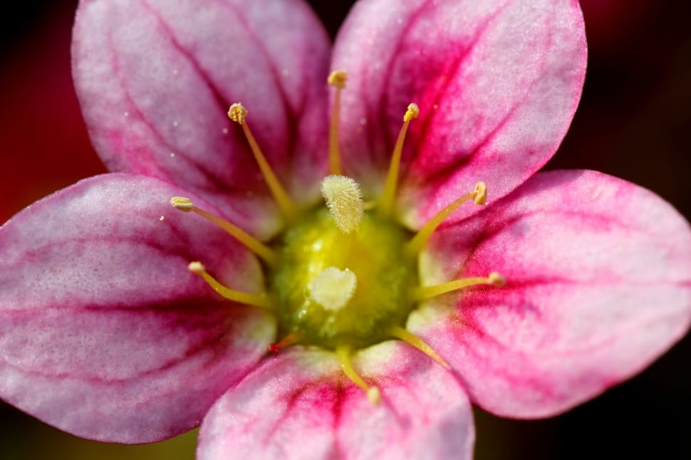 pink petal flower preview