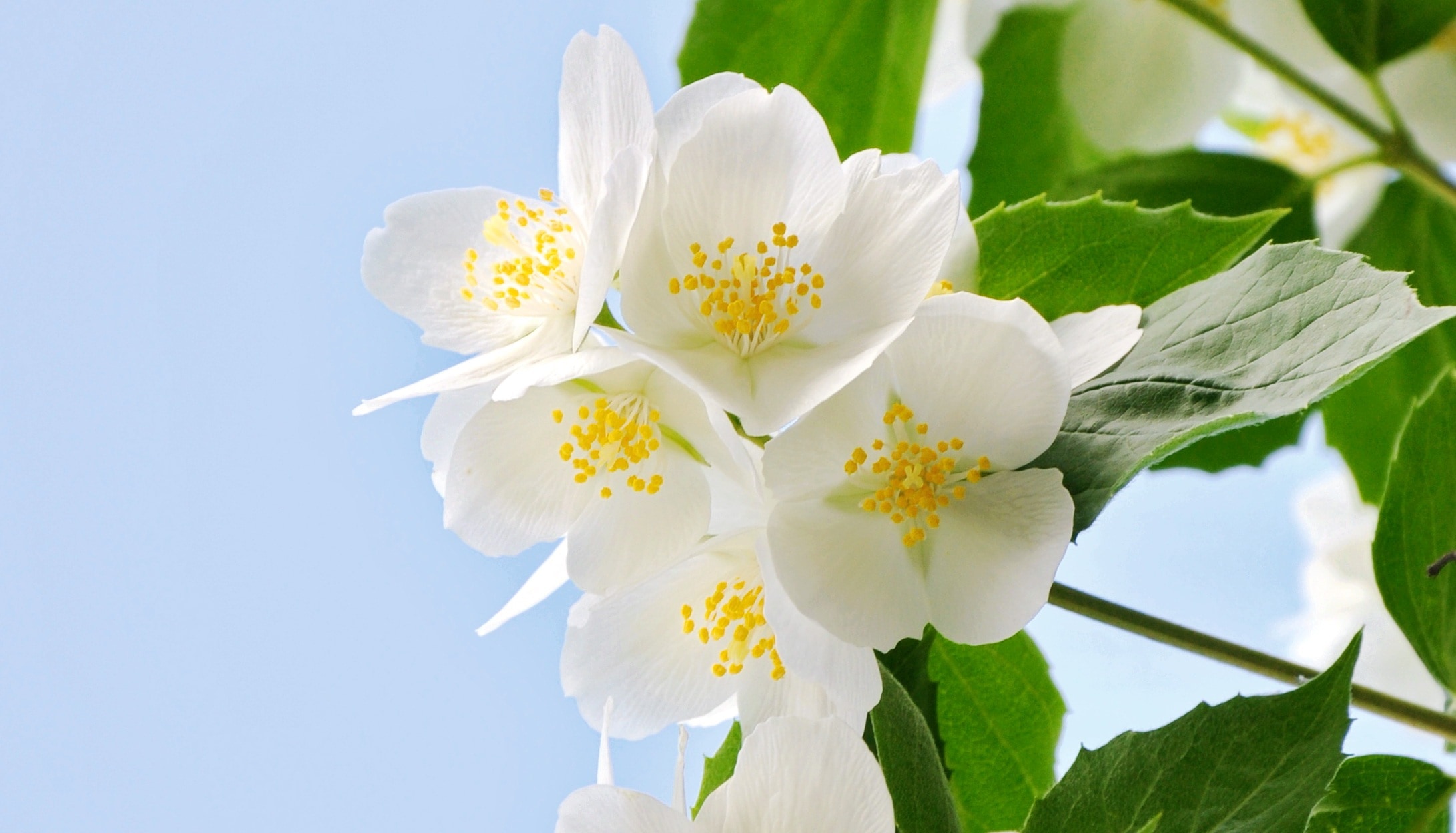 white flowers blooming during daytime
