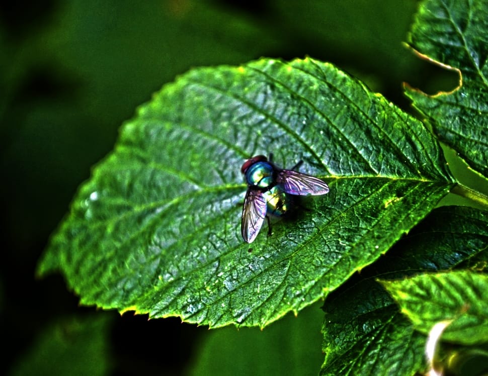 bottle fly preview