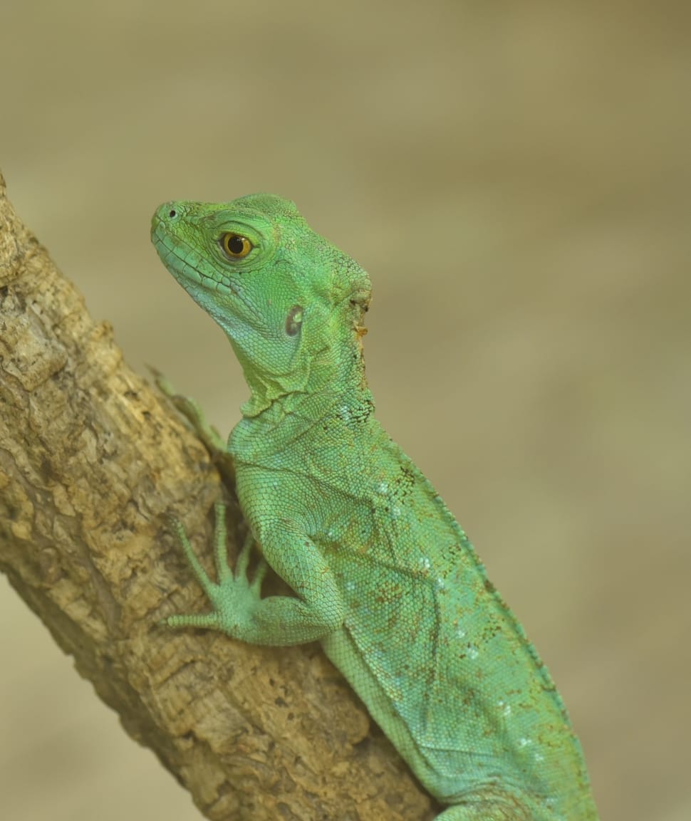green monitor lizard preview