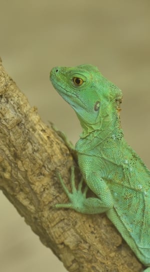 green monitor lizard thumbnail