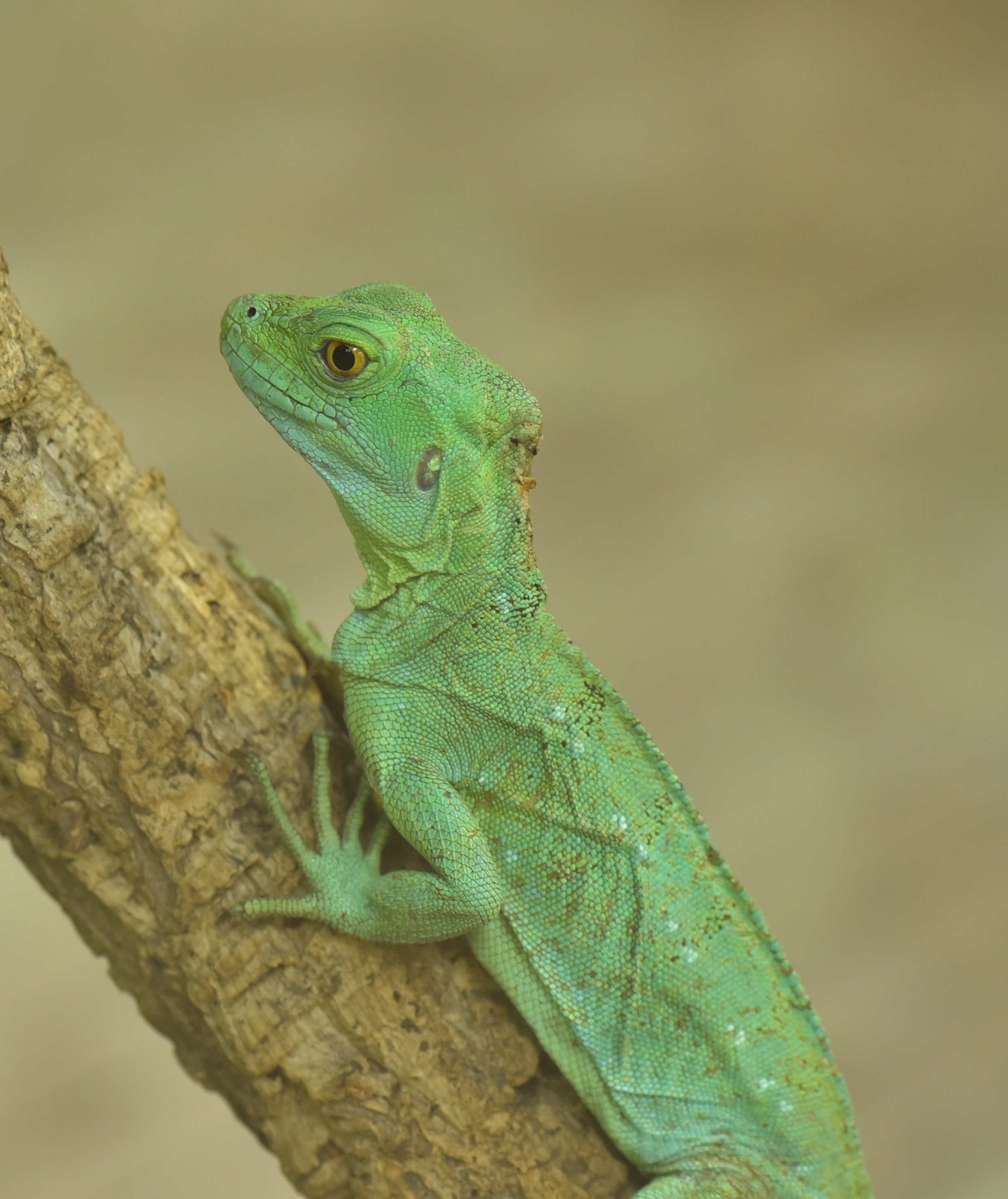 green monitor lizard