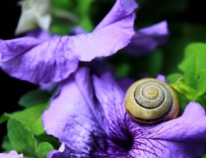 snail on purple petunia thumbnail