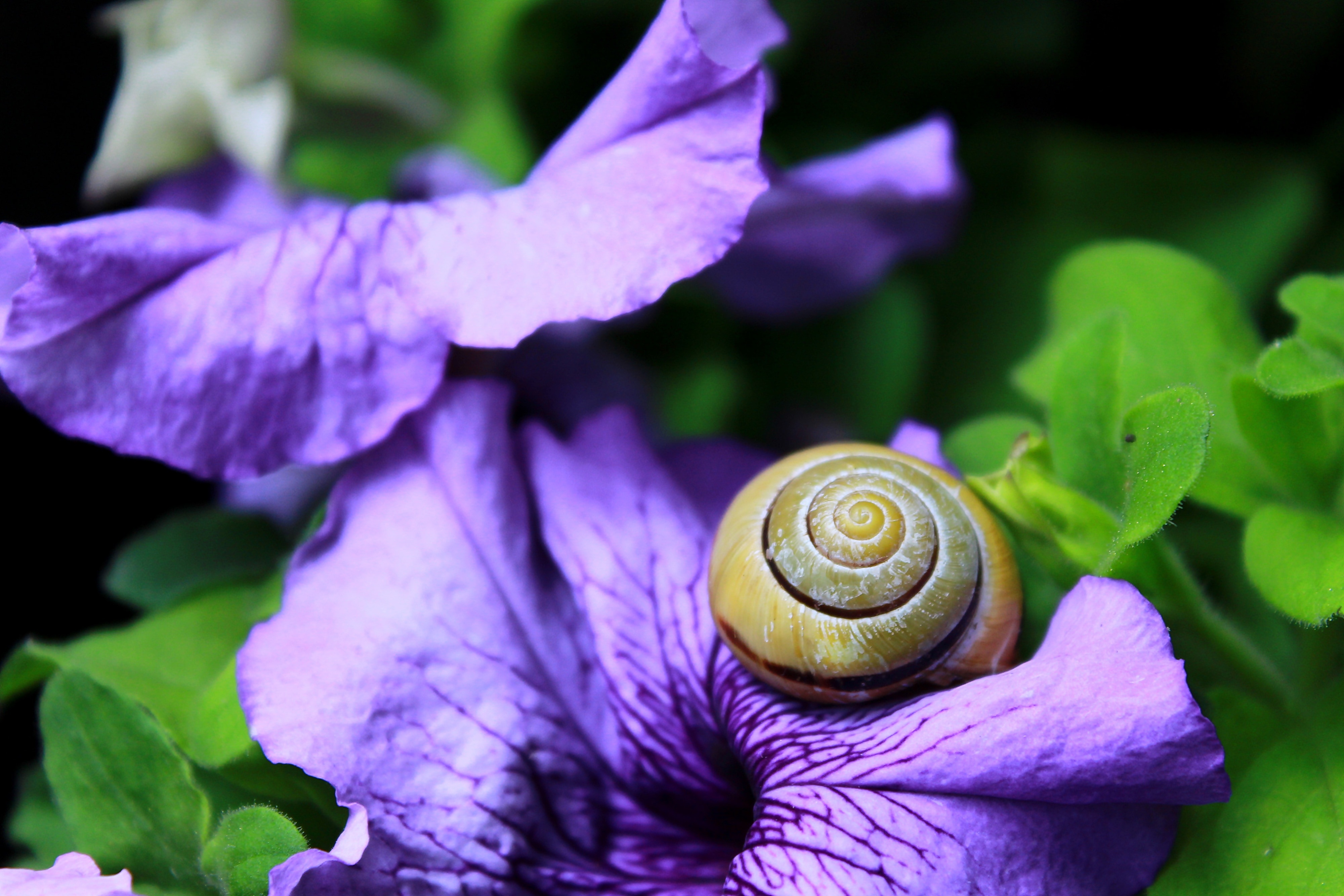 snail on purple petunia