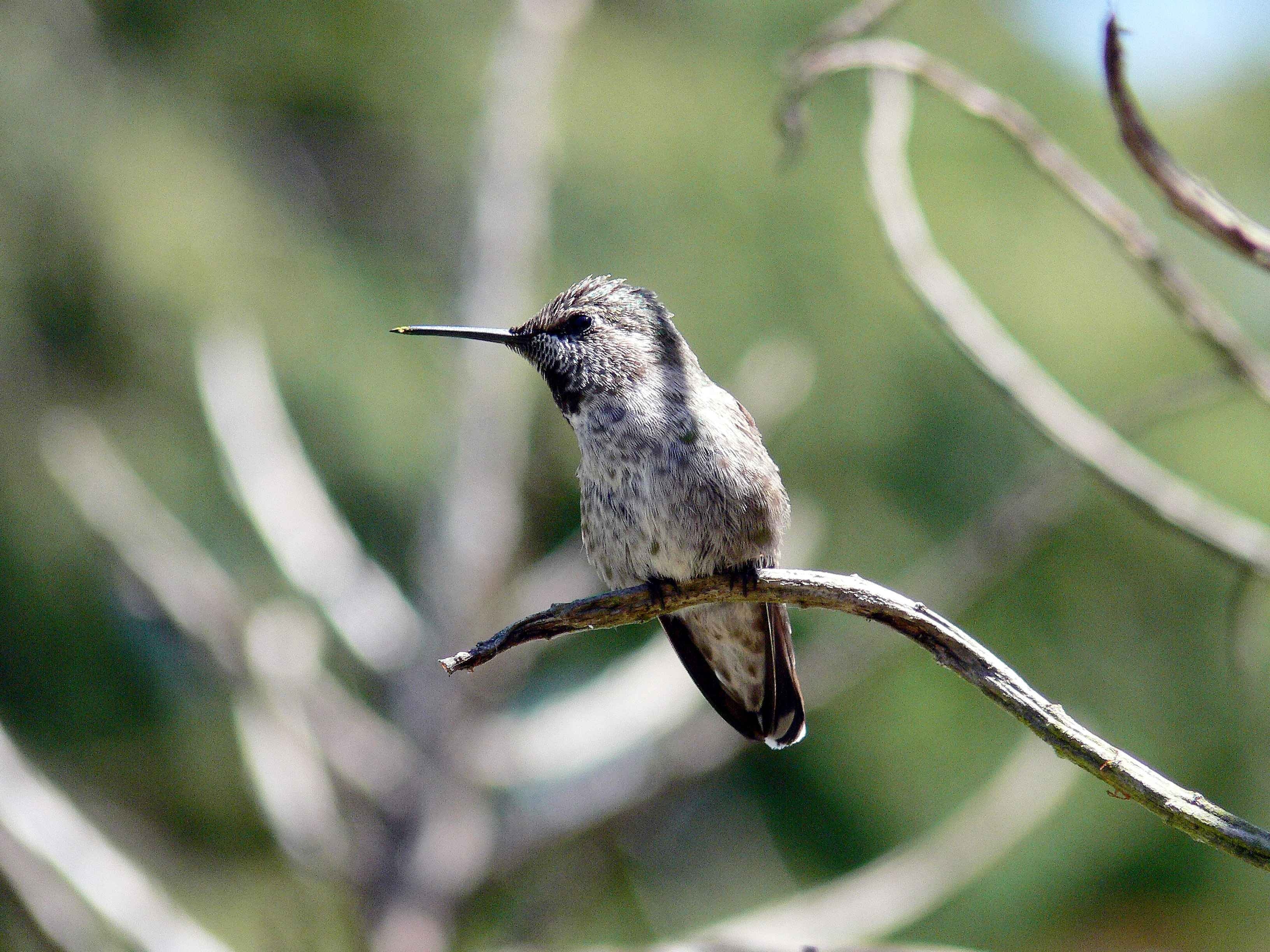 gray and black humming bird