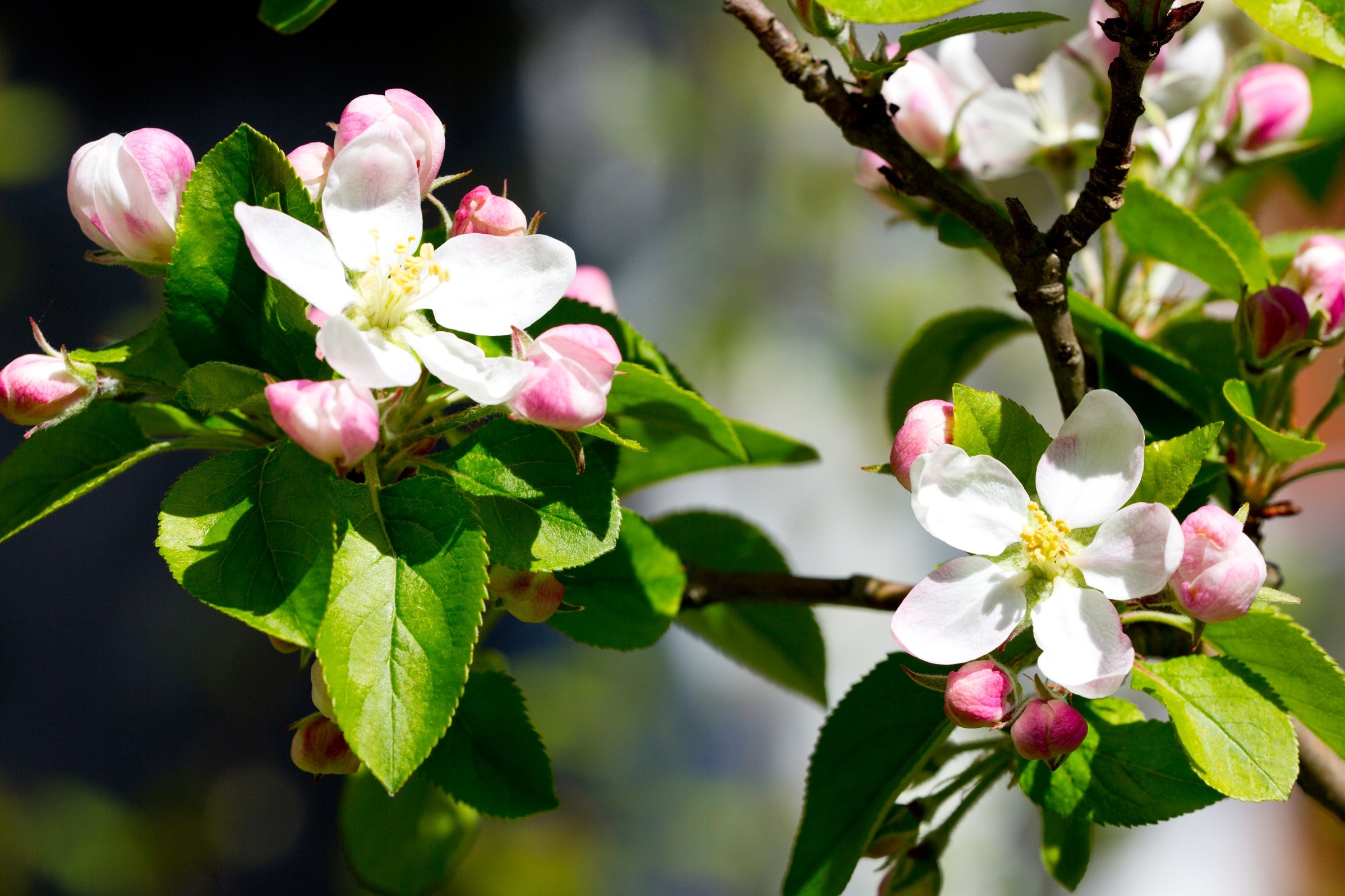 white petaled flower