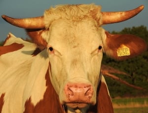 Livestock, Cow, Simmental Cattle, Beef, looking at camera, portrait thumbnail