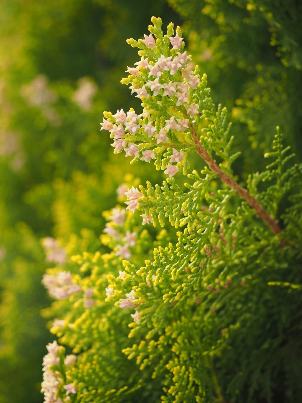 Thuja, Hedge, Flowers, Female Flowers, plant, growth preview