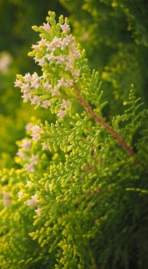 Thuja, Hedge, Flowers, Female Flowers, plant, growth thumbnail