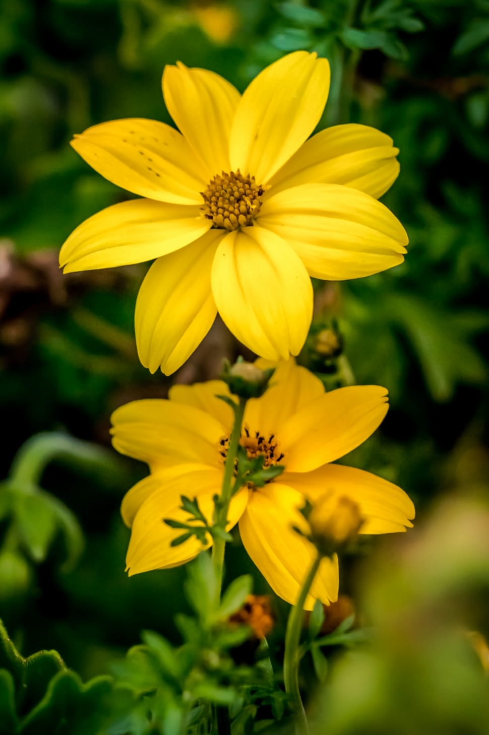 yellow coreopsis in bloom during daytime preview