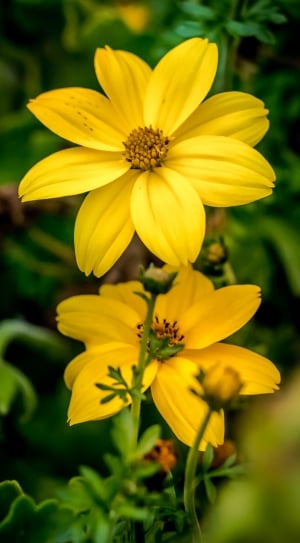 yellow coreopsis in bloom during daytime thumbnail