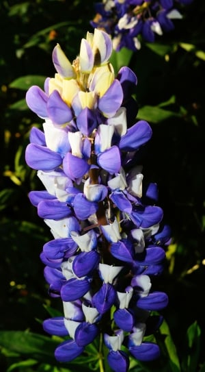 purple and white petaled flower thumbnail