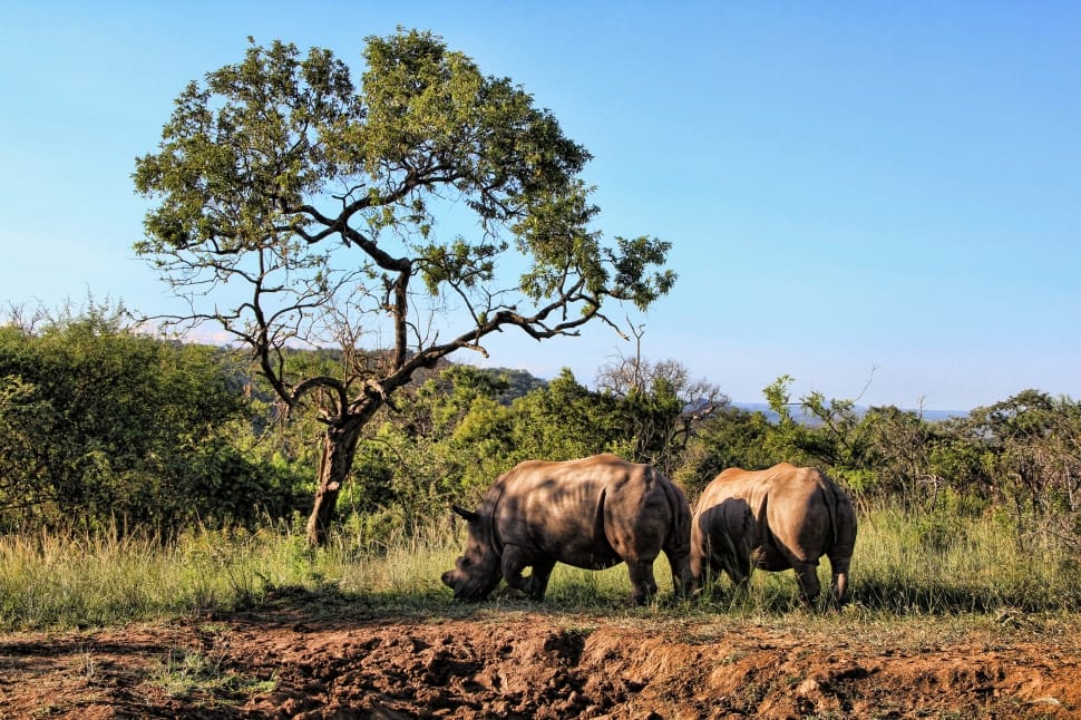 Rhino, Animal World, Pachyderm, animals in the wild, animal wildlife preview
