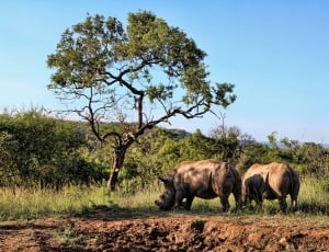 Rhino, Animal World, Pachyderm, animals in the wild, animal wildlife thumbnail