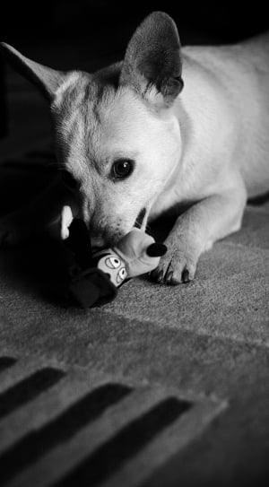 dog playing with plush toy thumbnail