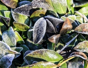 green leaves with snow flakes thumbnail