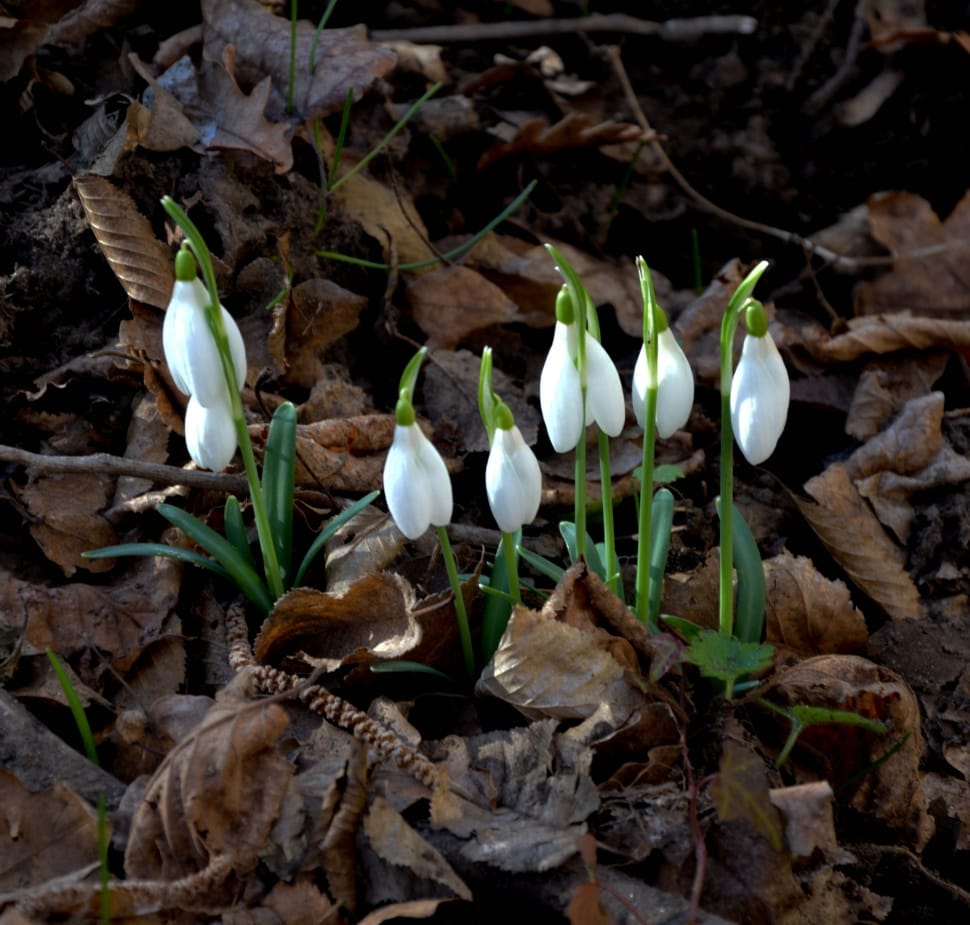 Snowdrops flower preview