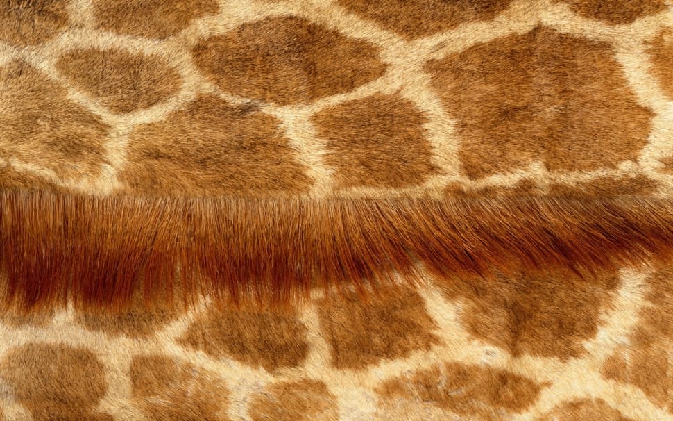 giraffe coat preview