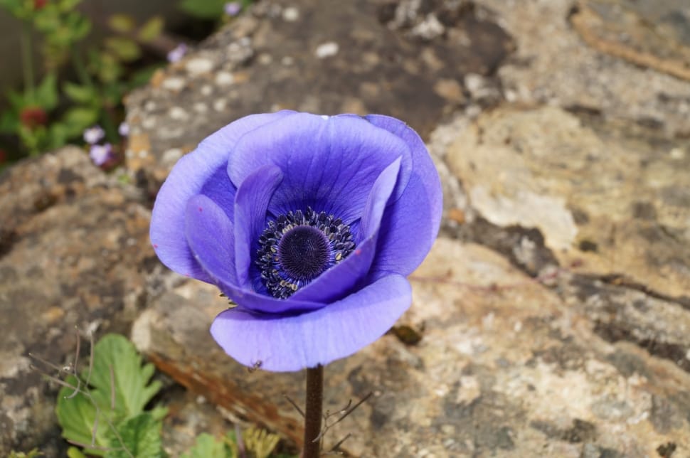 purple poppy flower preview