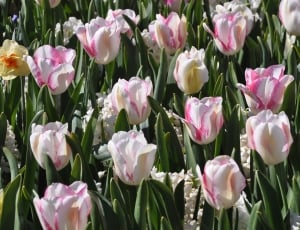 pink-and-white tulips at daytime thumbnail