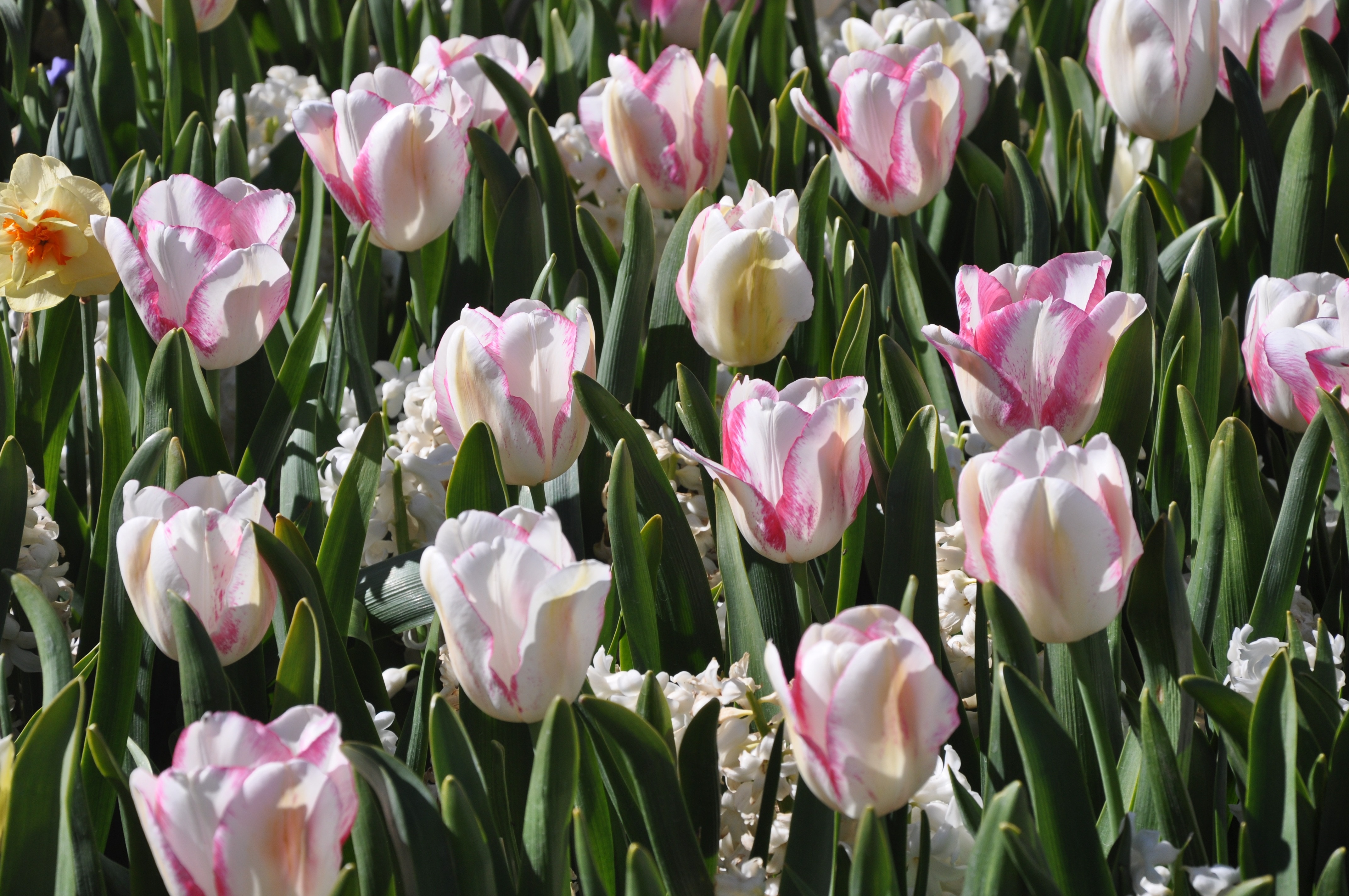 pink-and-white tulips at daytime