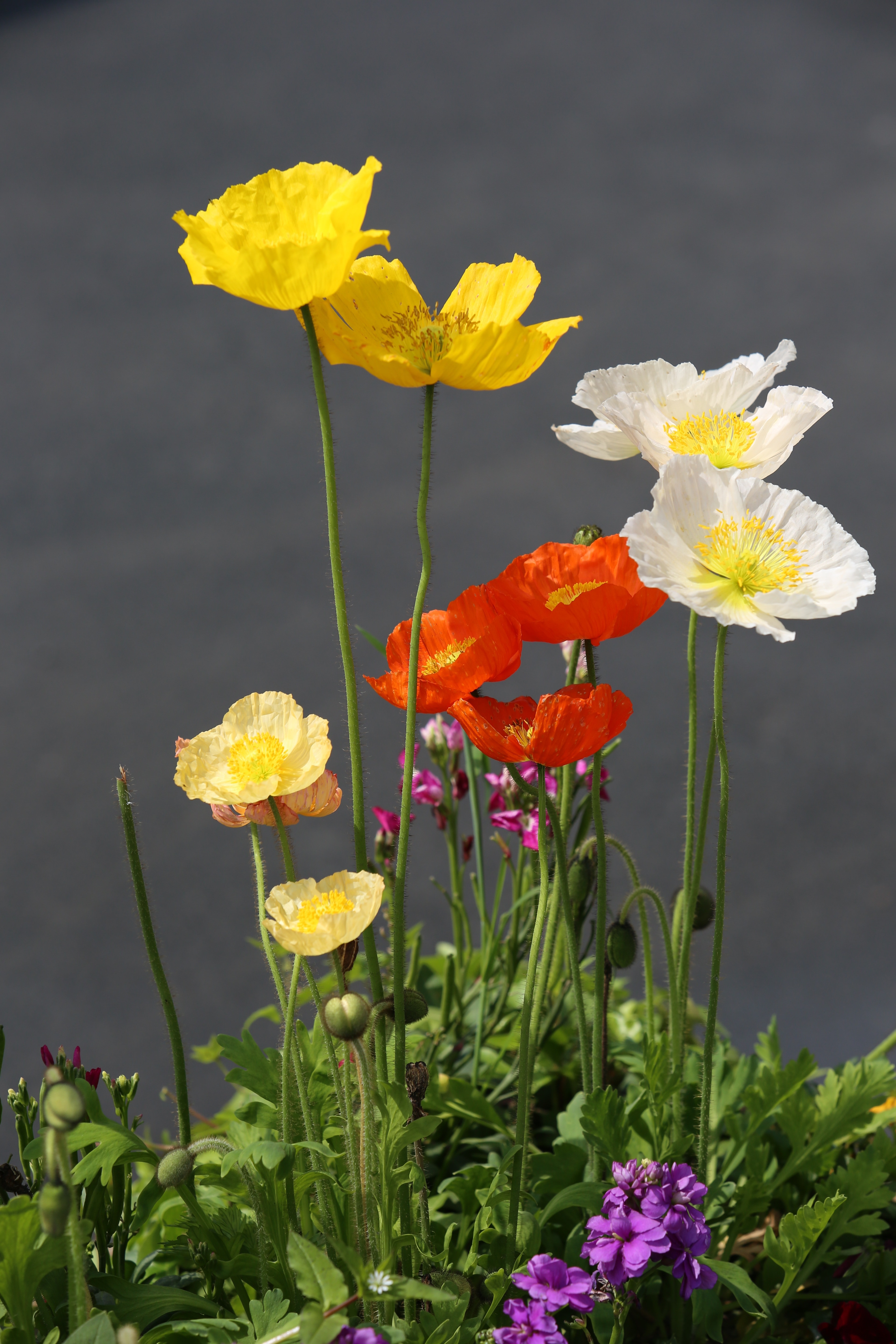 Roadside, Flower, Color, Poppies, flower, yellow