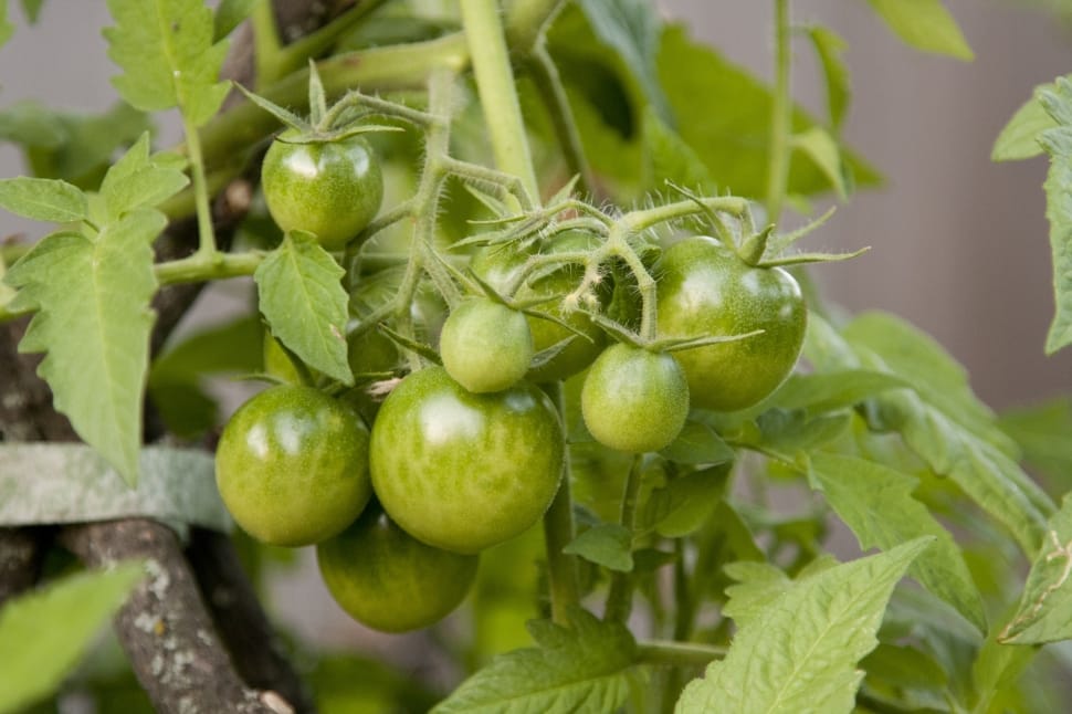green unriped tomatoes preview