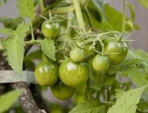 green unriped tomatoes thumbnail