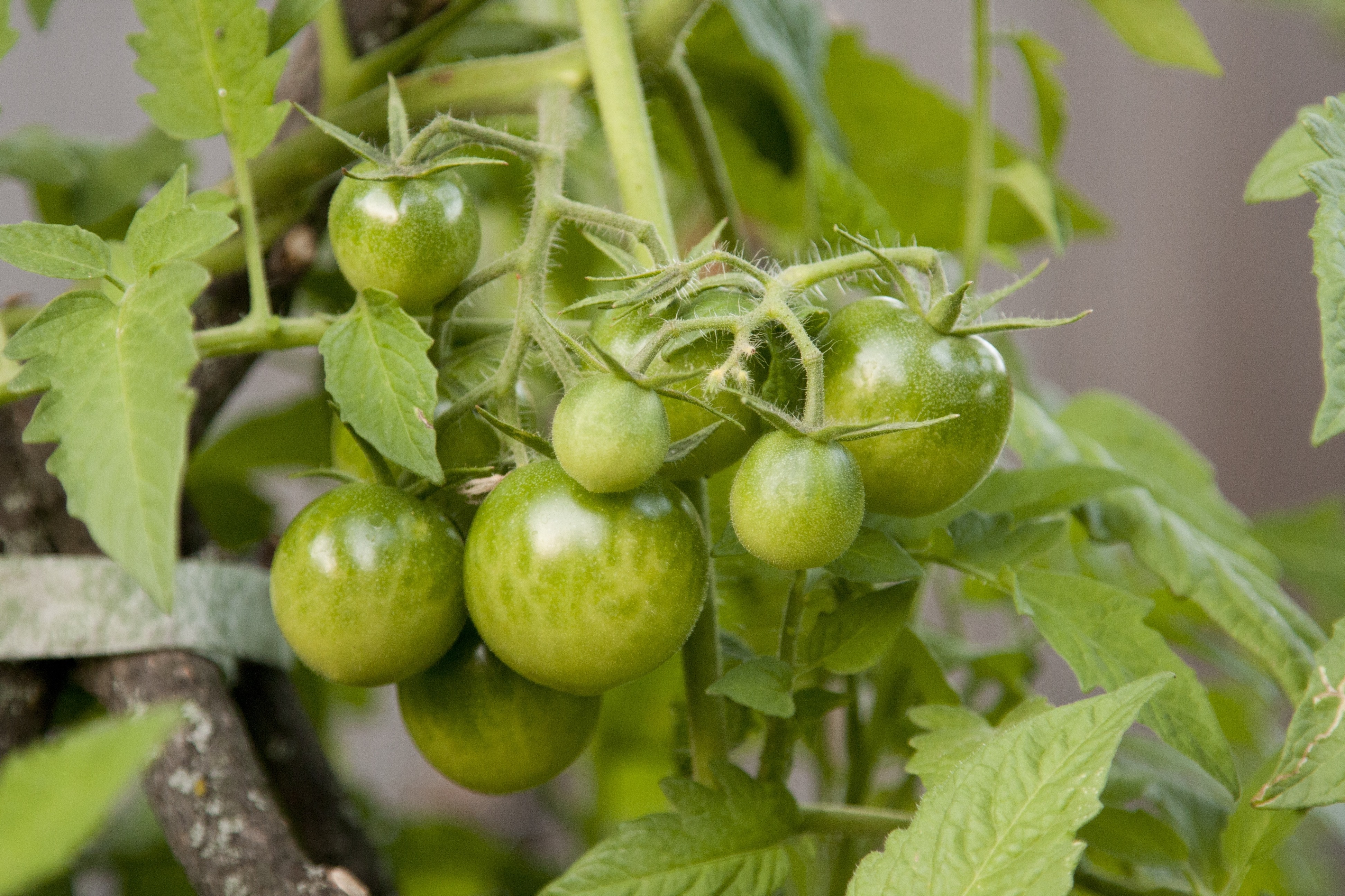 green unriped tomatoes