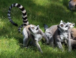 photo of three Lemurs on green grass thumbnail