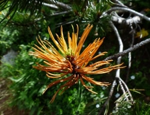 Mountain Pine, Foliation, Engine, Grow, nature, day thumbnail