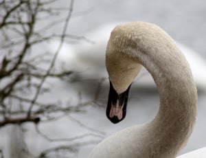 swan thumbnail