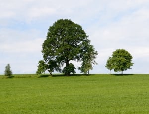 green trees surrounded by green grass field during daytime thumbnail