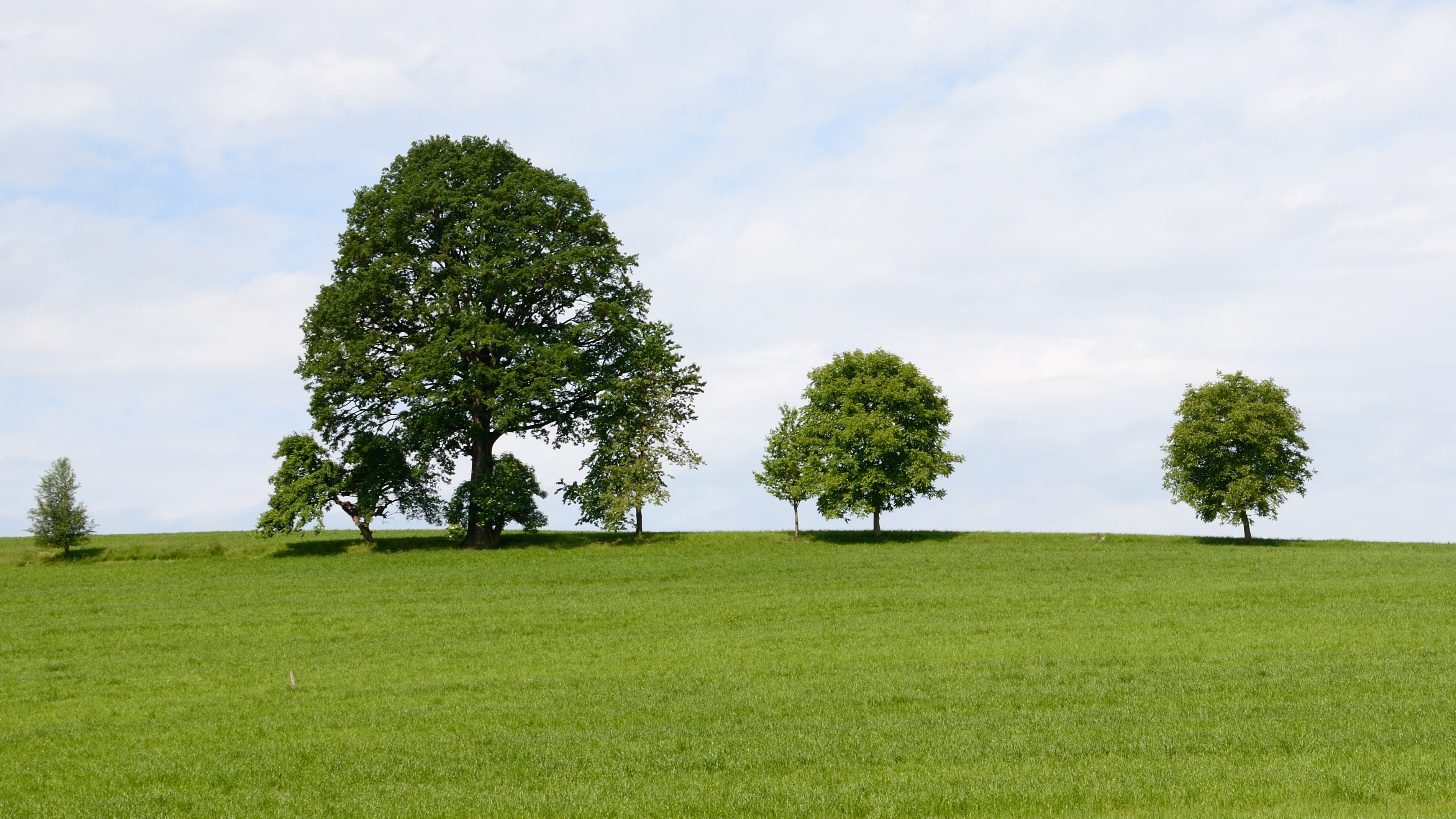 green trees surrounded by green grass field during daytime