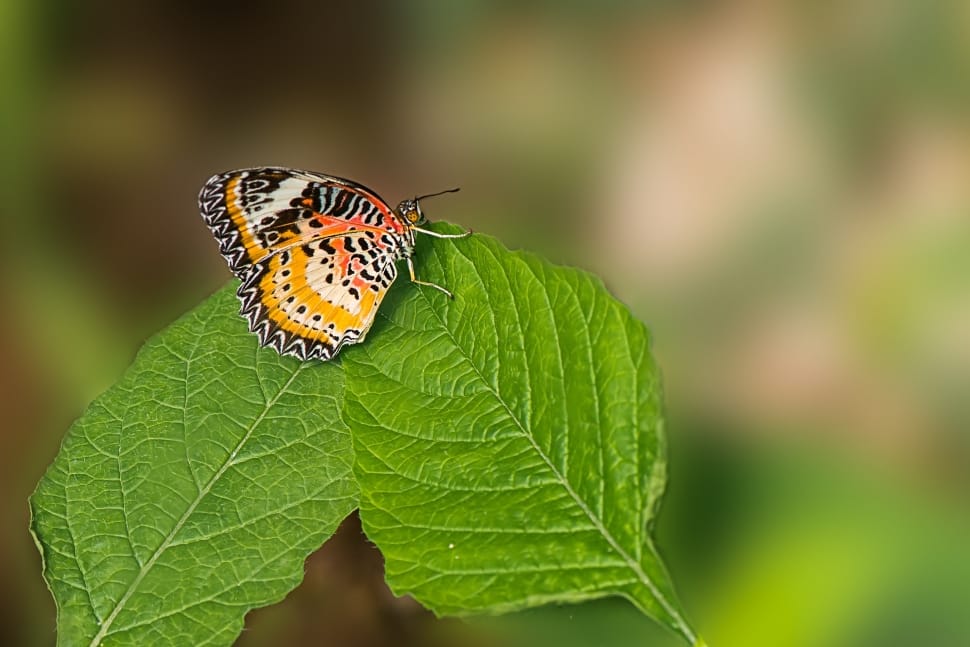 leopard lacewing butterfly preview