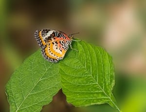 leopard lacewing butterfly thumbnail
