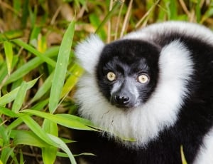 Black and White Ruffed Lemur thumbnail
